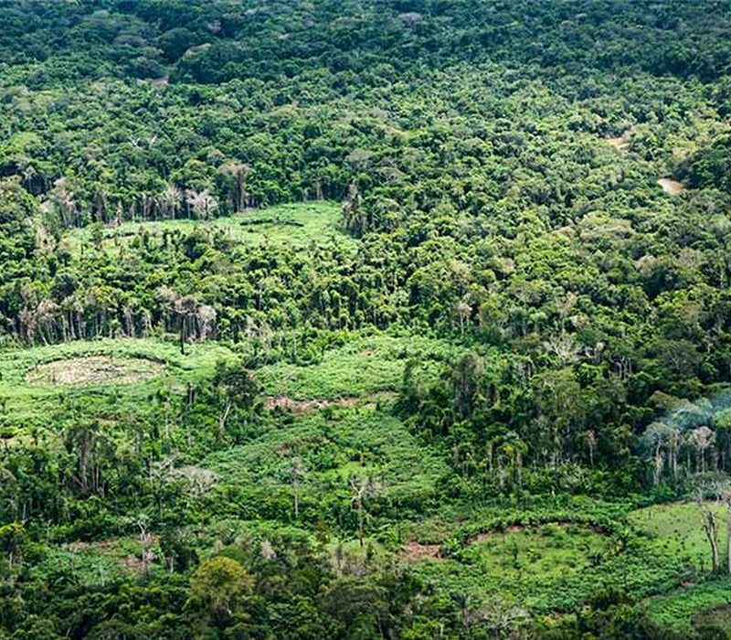 Nova plataforma reúne políticas públicas de bioeconomia na Amazônia