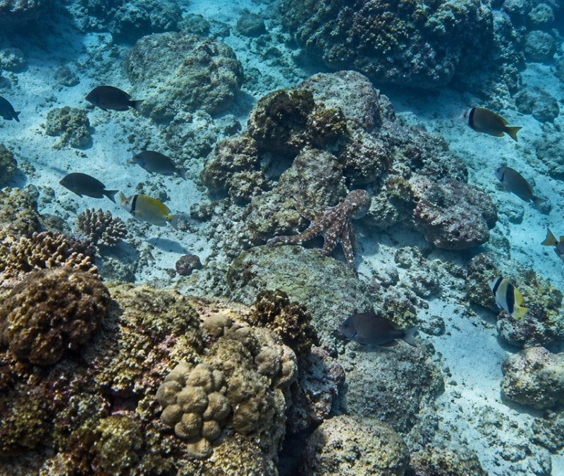 Polvos dão socos em peixes durante caçadas coletivas no mar
