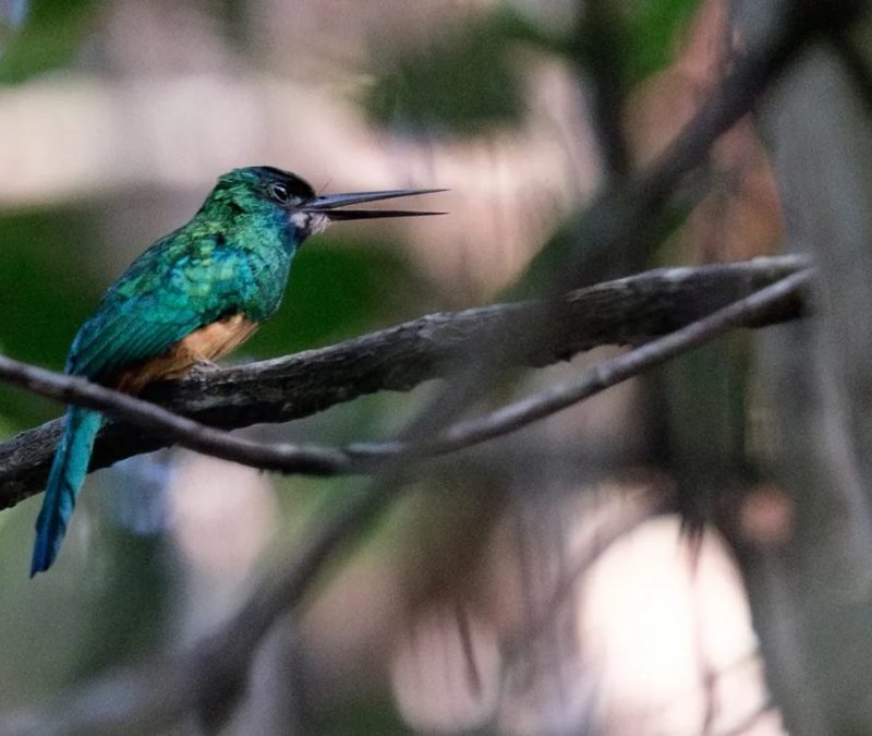 Por que as aves cantam mais durante a estação da primavera