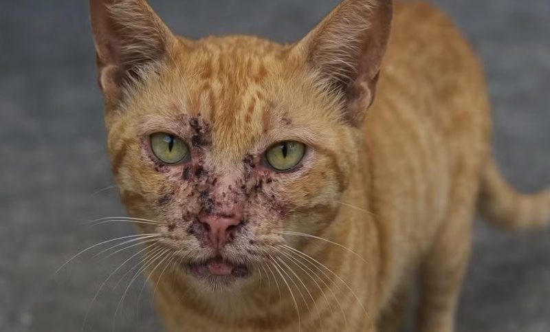 Paranaguá reforça alerta contra esporotricose felina e humana