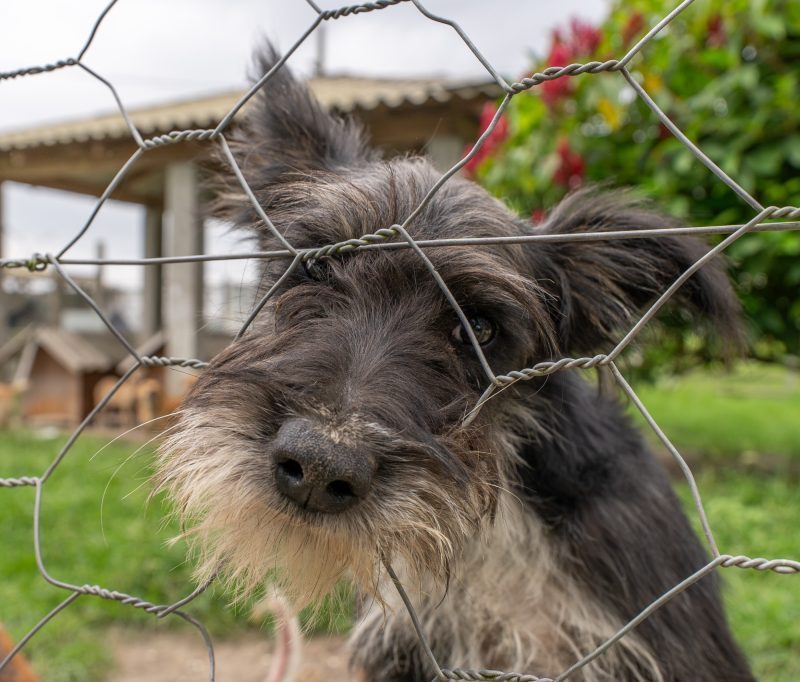 Paranaguá inicia censo de cães e gatos em comunidades insulares