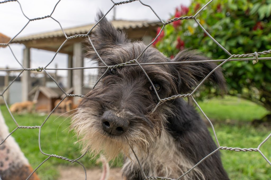 Prefeitura vai de casa em casa para contar cães e gatos nas ilhas de Paranaguá