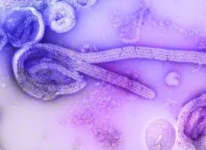 Quênia confirma novos casos de ebola e total chega a sete