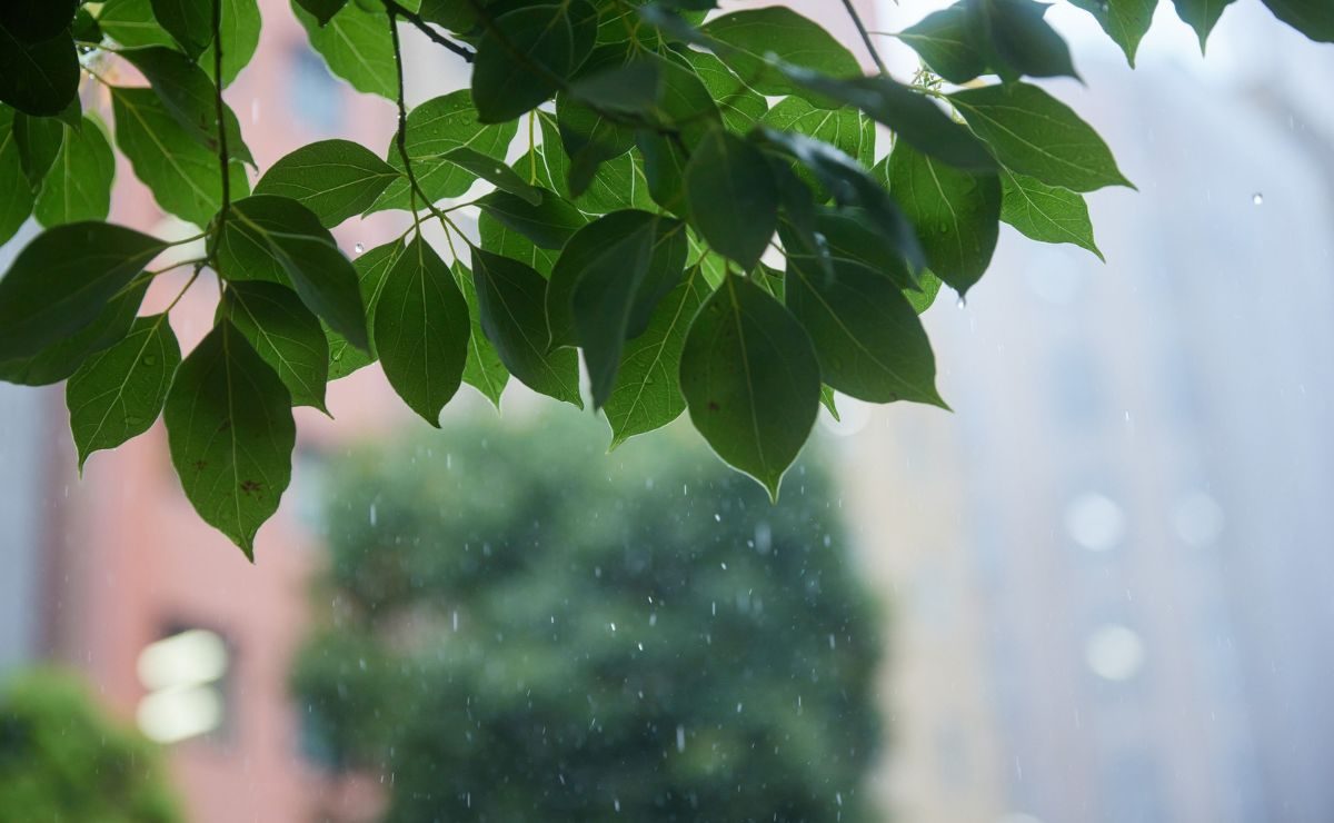 Rajadas de vento de até 58 km/h e chuva em Curitiba: veja previsão do tempo neste fim de semana