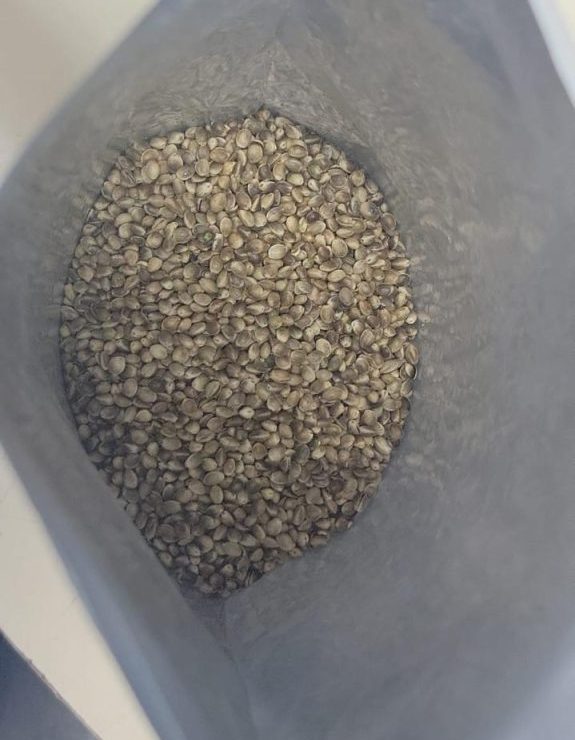 Receita Federal apreende 50 mil sementes de maconha nos Correios