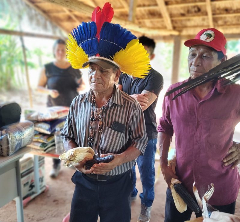 Milho sagrado ancestral volta a germinar em aldeias Avá Guarani no PR