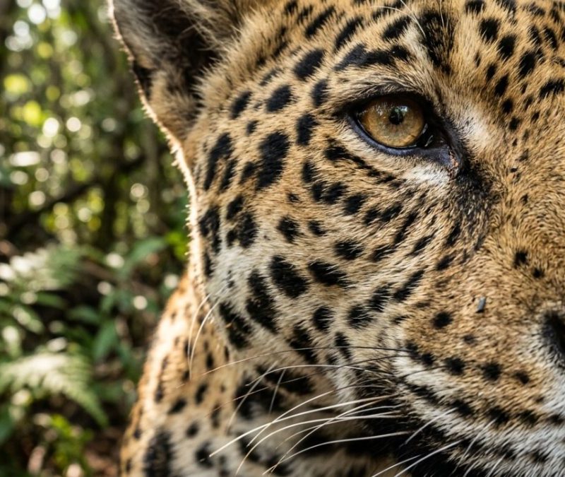 Parque nacional no Pantanal é ampliado e exige viagem de barco