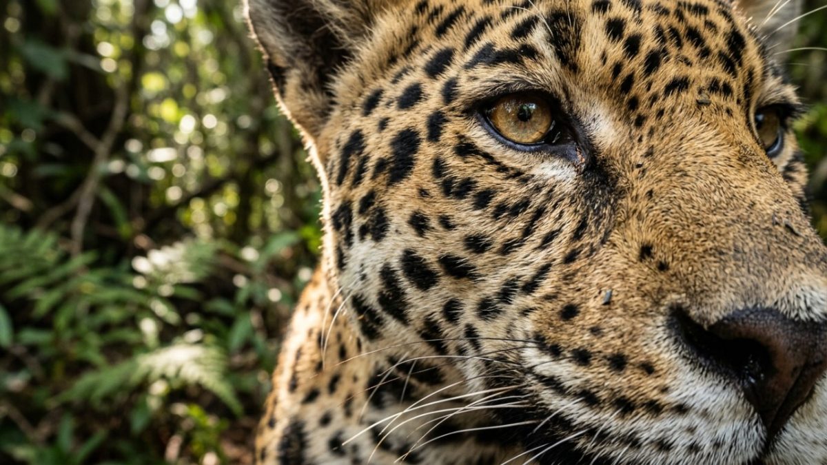 Uma viagem fluvial de 150 quilômetros pelo rio Cuiabá ou 230 quilômetros pelo rio Paraguai: o parque pantaneiro ampliado em 2026 para 183.095 hectares onde a visitação ainda exige autorização prévia