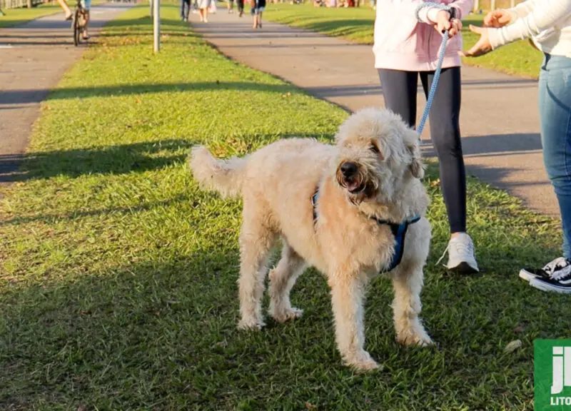 VetMóvel inicia atendimento veterinário gratuito no litoral paranaense
