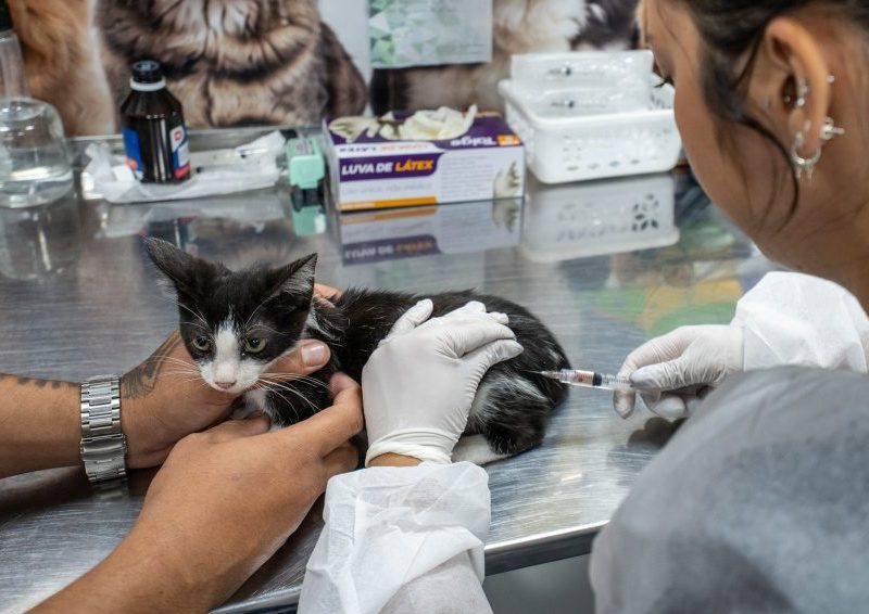 VetMóvel Paraná leva atendimento veterinário gratuito para Paranaguá