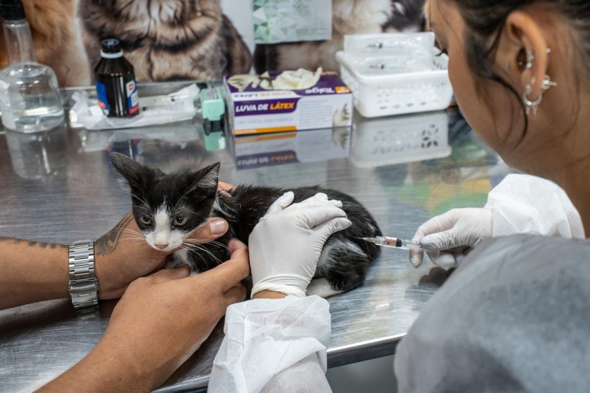 VetMóvel Paraná oferece vacinação gratuita para cães e gatos na Ilha dos Valadares