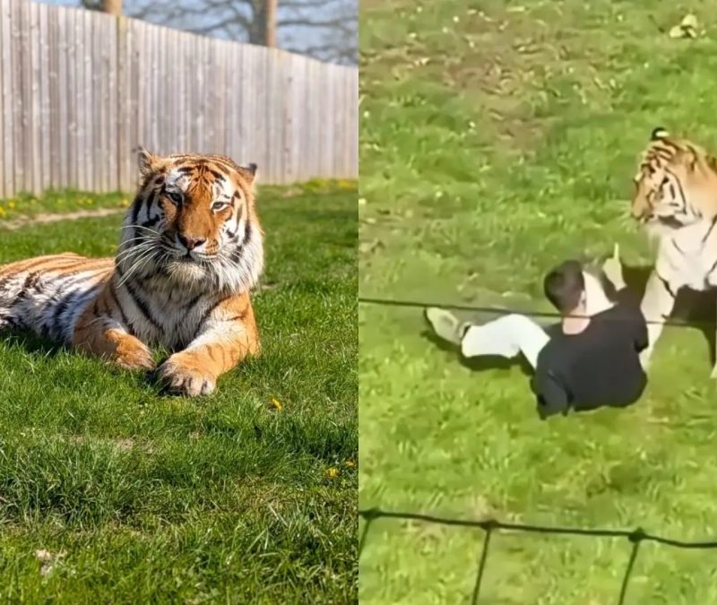 Homem morre atacado por tigre após invadir recinto em parque na Inglaterra