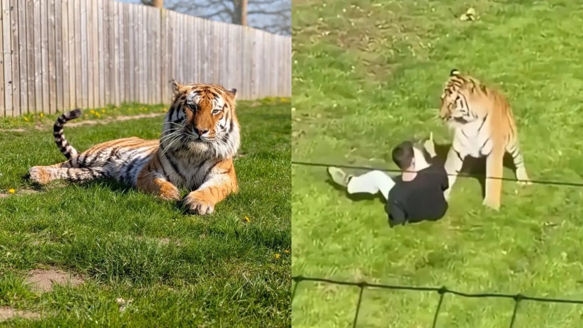 Vídeo: Homem morre após entrar em recinto de tigre na Inglaterra; parque revela destino do animal Foto: Reprodução/Redes Sociais; Annabeth/Yorkshire Wildlife Park