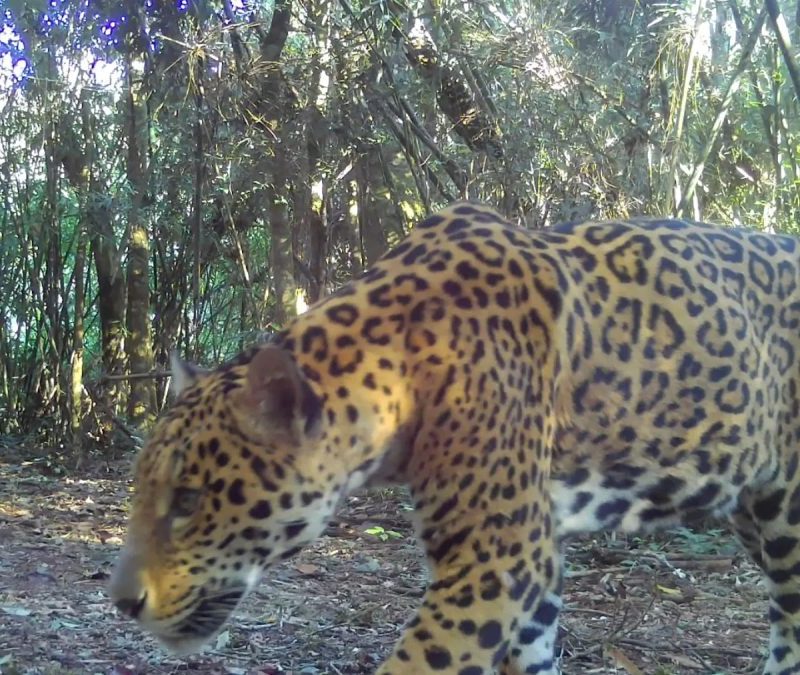 Nova onça-pintada é registrada no Paraná e batizada com nome indígena