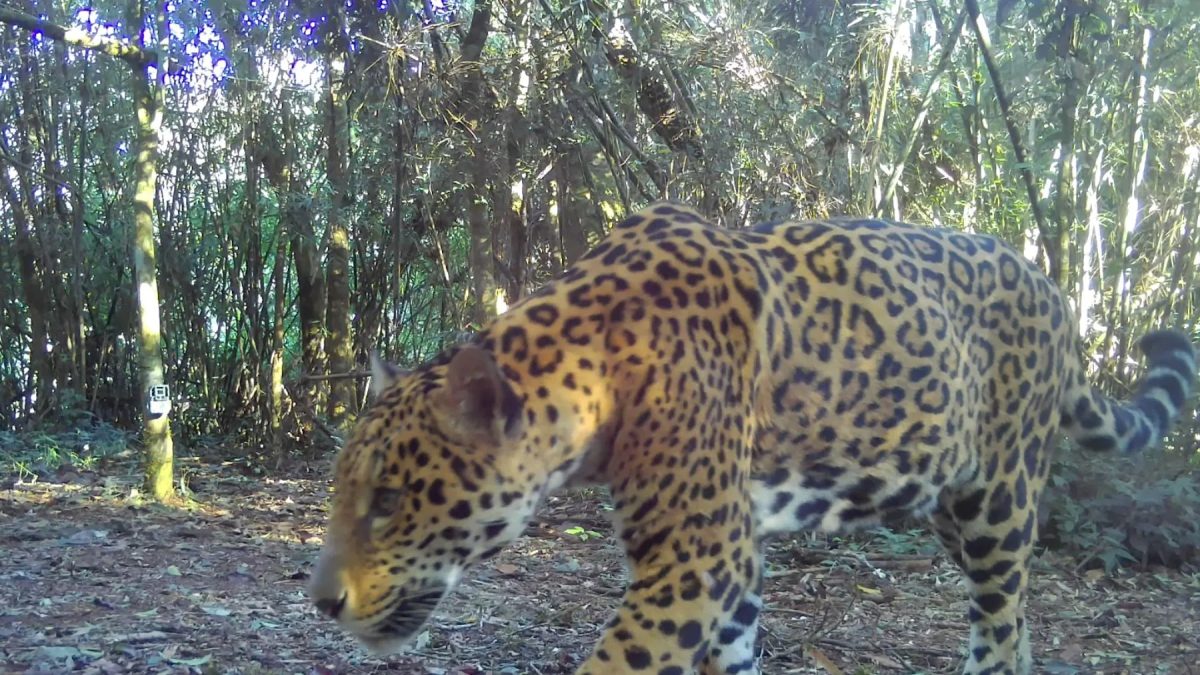 VÍDEO: nova onça-pintada é flagrada em parque nacional no Paraná e recebe nome que significa ‘estrela’ em guarani